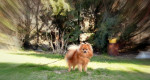 Pomeranian - krytie – fotka 2