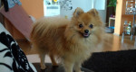 Pomeranian - krytie – fotka 3