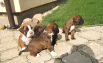 Nemecký boxer – fotka 4