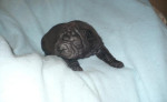 Shar pei - šarpej - sharpei – fotka 2