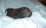 Shar pei - šarpej - sharpei – fotka 3