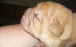 Shar pei - šarpej - sharpei – fotka 4