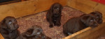 Hnedý - čokoládový labrador – fotka 2