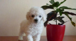 Pudel toy biely-fenky – fotka 2