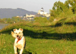 Darujeme kríženca labradora – fotka 2