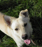 Darujeme kríženca labradora – fotka 3