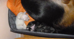Šteniatka - kríženci labradora – fotka 3