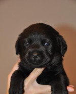 Šteniatka labradora s PP – fotka 2