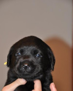 Šteniatka labradora s PP – fotka 3