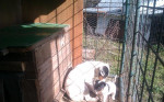 Šťeňatá Jack Russel Terier – fotka 2