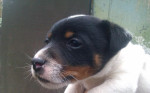 Šťeňatá Jack Russel Terier – fotka 3