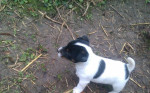 Šťeňatá Jack Russel Terier – fotka 4