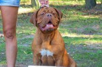 Bordeauxska doga s PP – fotka 4