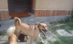 Darujeme super psíka do rodinky – fotka 2