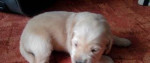 Zlatý retriever – fotka 2