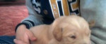 Zlatý retriever – fotka 3