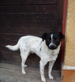 Darujeme kríženca jack russela – fotka 2