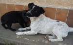 Darujeme kríženca jack russela – fotka 3