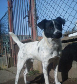 Darujeme kríženca jack russela – fotka 4