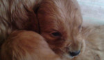 Anglicky kokerspaniel – fotka 2