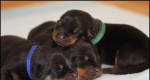 Šteniatka Rottweiler / Rotvajler s PP – fotka 2