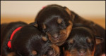Šteniatka Rottweiler / Rotvajler s PP – fotka 3