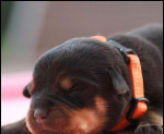 Šteniatka Rottweiler / Rotvajler s PP – fotka 4