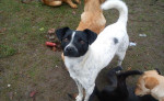 Darujeme kríženca jack russel teriéra – fotka 2