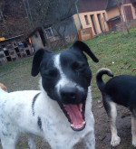 Darujeme kríženca jack russel teriéra – fotka 3