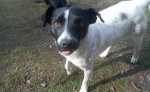 Darujeme kríženca jack russel teriéra – fotka 4
