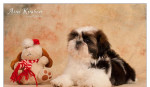 Shih Tzu - šteniatka. shi-tzu, si-cu, si-tzu ) – fotka 2