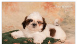 Shih Tzu - šteniatka. shi-tzu, si-cu, si-tzu ) – fotka 3