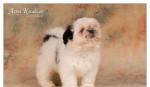 Shih Tzu - šteniatka. shi-tzu, si-cu, si-tzu ) – fotka 4