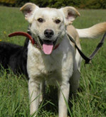 Darujeme labradora - kríženca – fotka 2