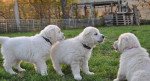 Zlatý retriever s PP – fotka 3