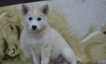Sibirsky husky/hasky – fotka 2