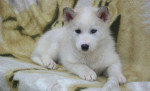 Sibirsky husky/hasky – fotka 3