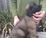 Leonberger - šteniatka s rodokmeňom – fotka 2