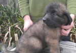Leonberger - šteniatka s rodokmeňom – fotka 3