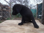 šteniatka Labrador – fotka 2