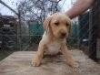 šteniatka Labrador – fotka 3