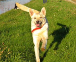 Darujeme labradora - kríženca – fotka 2