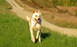 Darujeme labradora - kríženca – fotka 3