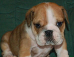 Anglický buldog - bulldog - buldok – fotka 2