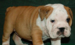 Anglický buldog - bulldog - buldok – fotka 3