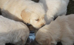 Zlatý retríver – fotka 2
