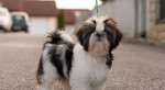 Shih Tzu - šteniatka. shi-tzu, si-cu, si-tzu ) – fotka 2