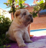 Šarpej, Shar-pei – fotka 2