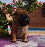 Šarpej, Shar-pei – fotka 3