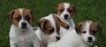 Jack Russell Teriér - s PP – fotka 2